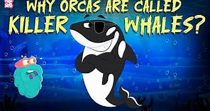 Why Orcas Are Called Killer Whales? | How Mighty Orcas Hunt There Prey? | Learn All About Orcas