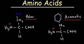 Introduction to Amino Acids