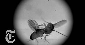 Fight Club for Flies | ScienceTake w/ James Gorman | The New York Times