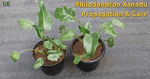 Philodendron xanadu propagation and care