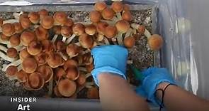 How Mushrooms Grow From Spore To Shroom | Insider Art