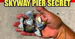 Great Fishing At The Skyway Pier