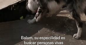 MÉXICO: Los perros rescatistas que salvan vidas en la Cruz Roja | EL PAÍS