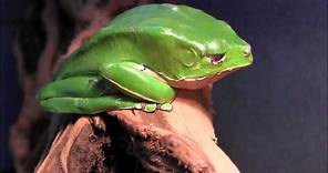 Giant Bicolor Tree Frogs