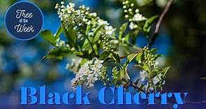 Tree of the Week: Black Cherry