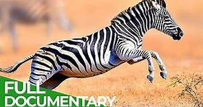Wildlife - Just Hooves | Free Documentary Wildlife