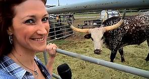 Texas Stampede Longhorn Cattle Drive