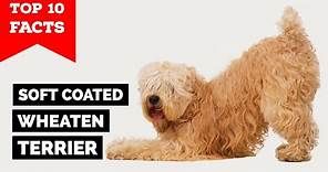 Soft Coated Wheaten Terrier - Top 10 Facts
