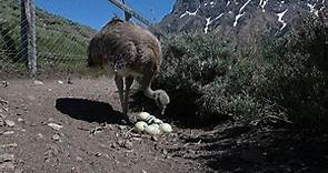 Rhea chicks born in Patagonia give hope for species' survival | AFP