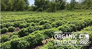 Medicinal Herb Production at Four Elements Organic Farm