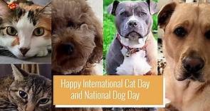 Happy International Cat Day and National Dog Day