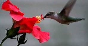 Hummingbird eating from a flower