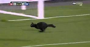 El gato negro futbolero (Romario´s cat)