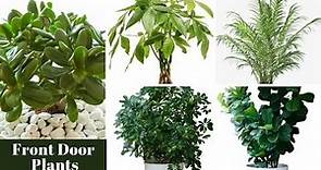 10 Best Feng Shui Plants for the Front Door / Lucky Houseplants / Front Door Plants