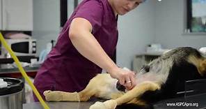 Spay/Neuter Patient Care: Patient Prep - Canine