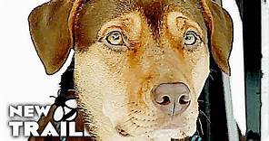 A DOG'S WAY HOME Trailer (2019) A Dogs Purpose Follow Up