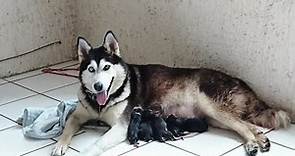 Siberian Husky Giving Birth Puppies - Husky Siberiano Dando a Luz Cachorros