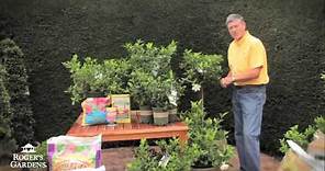 Gardenias for Southern California with Nicholas Stadden