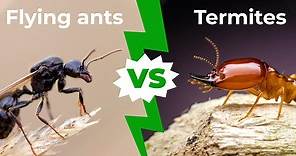 Flying Ants vs Termites: 6 Key Differences Explained