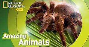 Tarantula 🕷️ | Amazing Animals