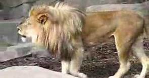 Makonnen the Lion Roaring