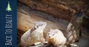 How Groundhogs Hibernate | Plus: BABY Groundhogs!