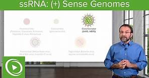 Positive-sense Single-stranded RNA ((+)ssRNA) Virus – RNA Virus Genomes – COVID-19 | Lecturio