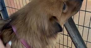 Hong Kong Dog Rescue (HKDR)