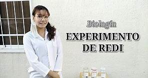 EXPERIMENTO DE REDI. Frascos de carne - Biología y conducta. UNY