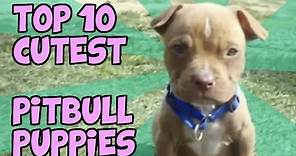 TOP 10 CUTEST PITBULL PUPPY VIDEOS ON YOUTUBE