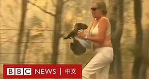 澳洲叢林大火：女子眼明手快脫衣營救 無尾熊免變火球 － BBC News 中文 | 樹熊 | 考拉
