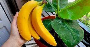 Come coltivare il banano in casa: i consigli per crescere il banano nano in vaso