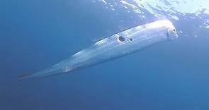 深澳海域見2公尺地震魚 海科館：生活在深海發現活體不易 ｜ 公視新聞網 PNN