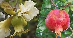 Granada reproducción por esquejes ✨ crecimiento, flores, frutos, poda, abono, riego