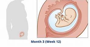 Pregnancy: Timeline of development