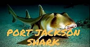 port jackson shark interesting facts