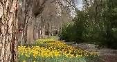 Daffodils in Fitzroy Gardens