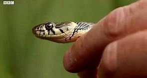 Swimming Grass Snake (Natrix natrix) from BBC & Wildwood Trust