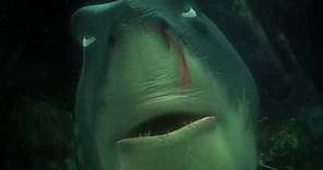 Shark smell blood of dory and lost self control in Finding Nemo