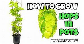 HOW TO GROW (PLANT) HOPS IN POTS ! HOPS WORLD TIP 57
