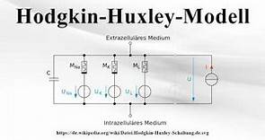 Hodgkin-Huxley-Modell