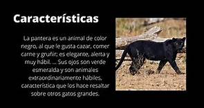 la pantera negra (características)