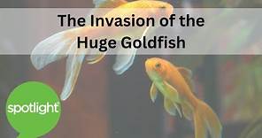 The Invasion of the Huge Goldfish | practice English with Spotlight