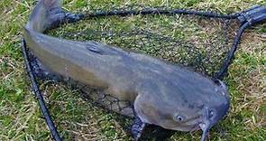 Catfish Fishing 101: Best Bait, Lures & How To Catch