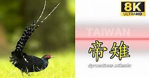 自然台灣-帝雉 Natural Taiwan- Syrmaticus mikado