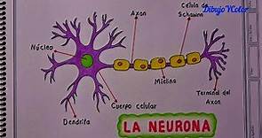 Cómo dibujar la NEURONA y sus partes / How to draw parts of the NEURON