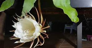 Queen of the Night: Stunning Time-Lapse of a Rare Flower Bloom