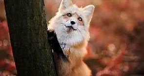 Everything about Foxes