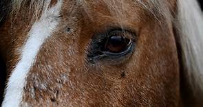 Lou Gonda, owner of El Campeon Farms, talks about the Santa Cruz Island horses