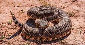 17 Remarkable Rattlesnake Facts - Fact Animal